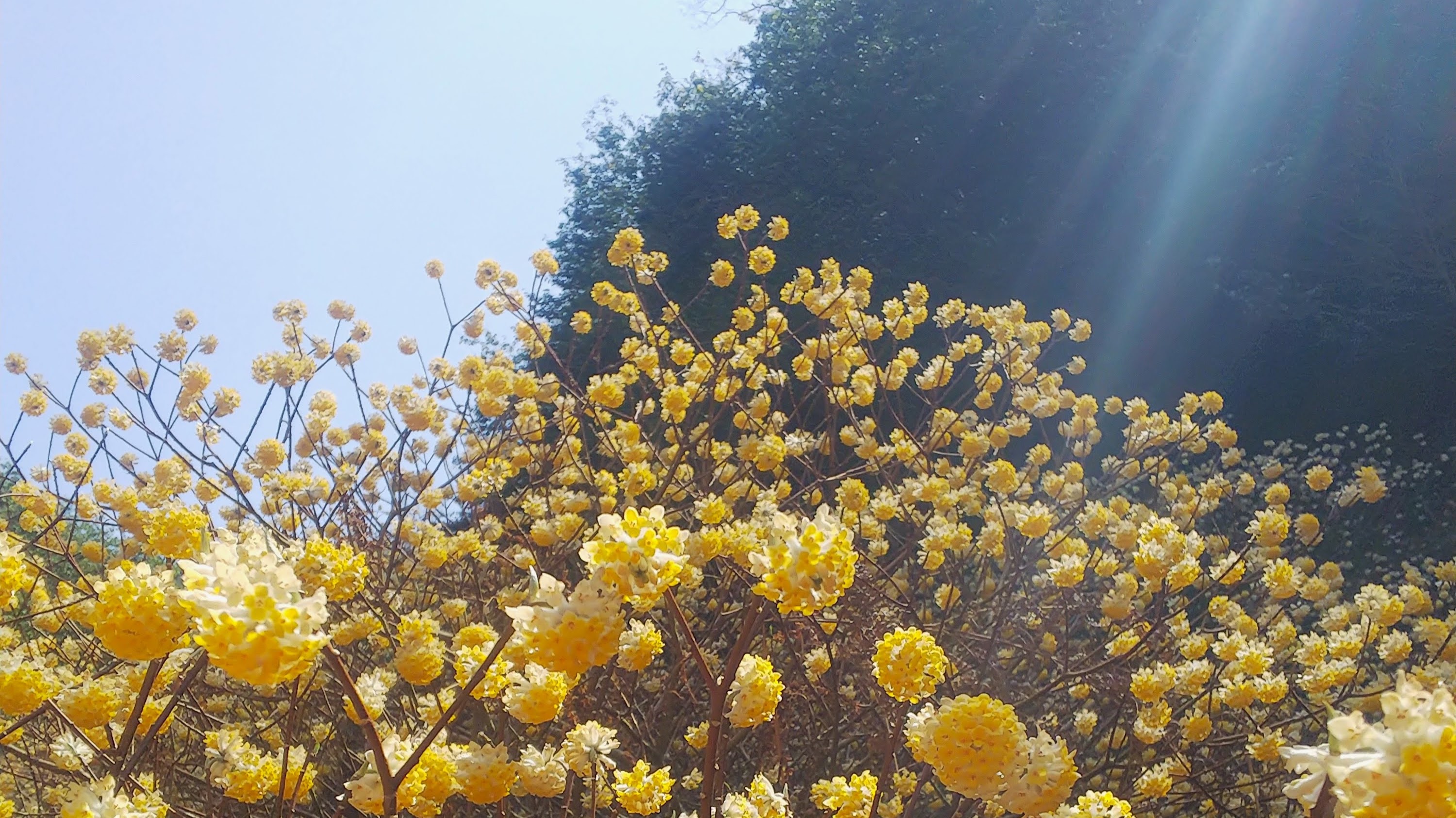 光明山ミツマタ